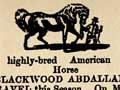 An American standardbred