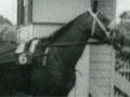 Video: Auckland Trotting Cup, 1945