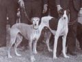 A coursing club, Ophir