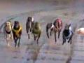 Video: Swift Fantasy