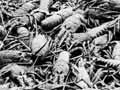 No shortage of crayfish