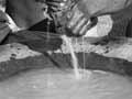 Kava being prepared in Fiji, 1900