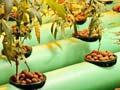 Hydroponic growing system