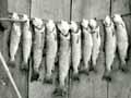 A good haul, 1915