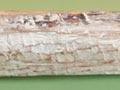 Ancient outrigger, Moncks Cave