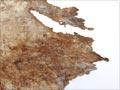 Interactive: Sealskin fragment from kahu kekeno