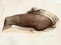 Interactive: Māori tattoo designs, 1820s 