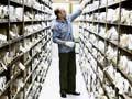 Archivist Adrian Humphris, Wellington City Archives