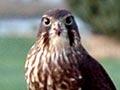 Falcon with prey