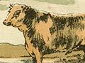 Cover proof of <em>New Zealand Farmers' Almanac</em>, 1885