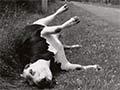 'Dead steer'