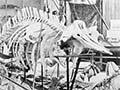  Wanganui Museum display, 1901