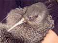 Kristina Ramstad with a little spotted kiwi