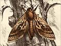 <em>Porina mairi</em> illustration