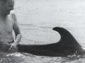 Video: 'Opo the crazy dolphin'