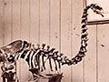 Moa skeletons and eggs at the 1879 Sydney International Exhibition