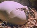 Video: Kiwi, New Zealand's national bird