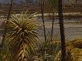 Alfred Sharpe, 'Golden evening, New Zealand'