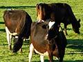 Dairy cows, Amuri Plain