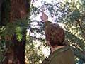 Woman in forest pointing up at a tree