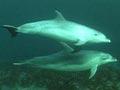 Video: Dolphins using echolocation