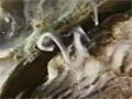 Video: Oyster spat