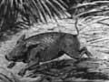 Pig hunting, 1876