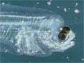 Video: Open ocean food chain