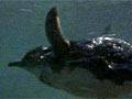 Video: Little penguin
