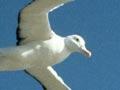 Petrels large and small 