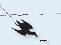 Interactive: Seabird feeding methods