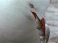Video: Feeding a chick