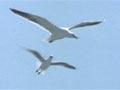 Video: Black-backed gull raiding a nest
