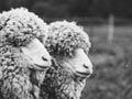 Merino sheep