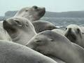 Video: Sea lions on land