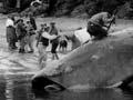 Whaling in the Bay of Plenty