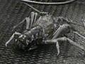 Video: Crayfishing