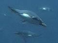 Video: Movement underwater