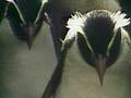 Video: Movement on land