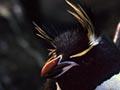 Eastern rockhopper penguin