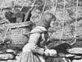 A Shetland woman knitting