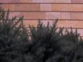 Gorse hedge at the Museum of Scotland, Edinburgh