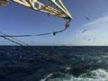 Video: Fishing for hoki