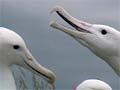 Video: Courtship