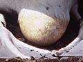 Incubating the egg 