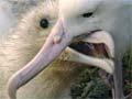 Video: Feeding a chick