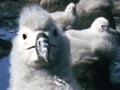 Nesting Campbell albatross chicks