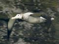 Video: Albatross taking off