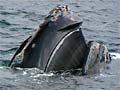 Video: Southern right whale feeding