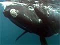 Video: Whale protecting her calf